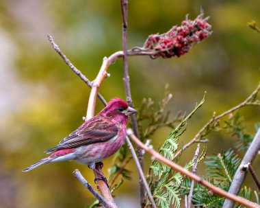 Finch erkek, yakın plan profil görüntüsü, kırmızı renk tüylerini gösteren bir geyik boynuzu dalına tünemiş. Çevresinde ve çevresinde kozalaklı bir orman arka planı var..