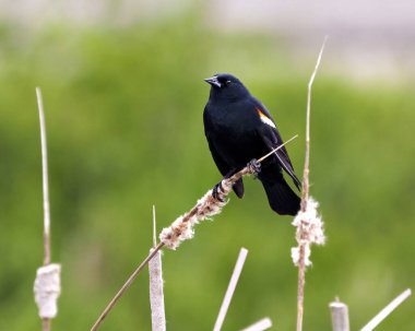 Kırmızı kanatlı karatavuk, çevresi ve çevresi bulanık yeşil arkaplan ve yaşam alanı ile bir yayın kuyruğu bitkisinin üzerine tünemiş..