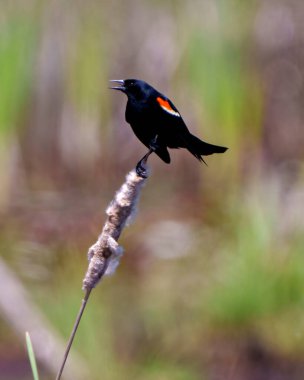 Kırmızı kanatlı Karatavuk, çevresindeki bulanık arka plan ve habitat ile bir yayın kuyruğu bitkisine tünemiş açık gagalı, siyah tüylü tüyler sergiliyor..