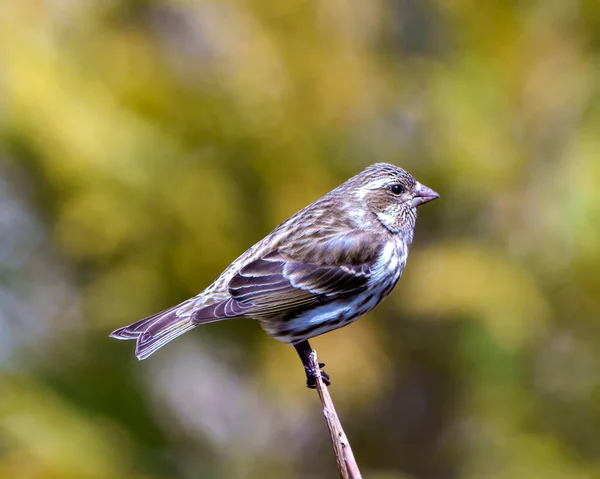 Finch Fêmea Pássaro Close Perfil Vista Empoleirado Ramo Exibindo Plumagem — Fotografia de Stock