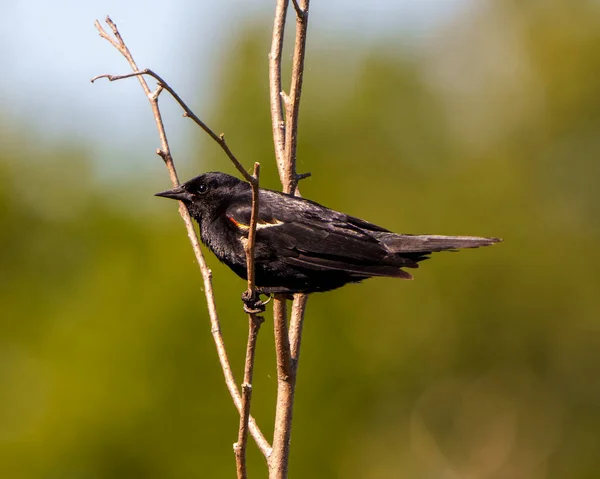 Краснокрылый Blackbird Вид Крупным Планом Расположенный Ветке Завода Размытым Зеленым — стоковое фото