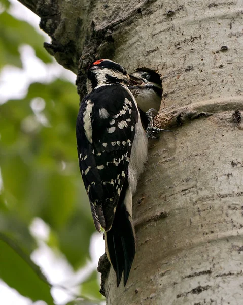 Woodpecker parent feeding the baby bird in their nest house and enjoying their environment and habitat surrounding. Image. Picture. Portrait. Photo.