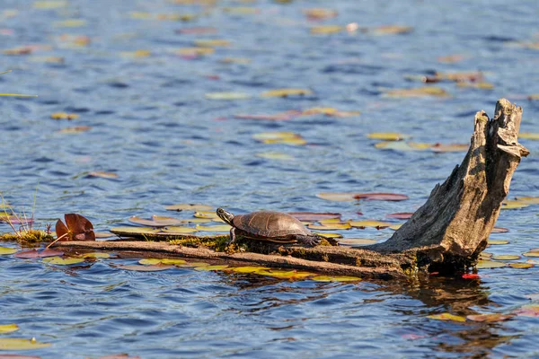 Painted turtle on a log in the pond with water lily pads, displaying its turtle shell, head, paws in its environment and habitat. Turtle Image. Picture. Portrait.