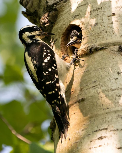 Woodpecker parent bringing food to the baby bird in their nest house and enjoying their environment and habitat surrounding. Image. Picture. Portrait. Photo.