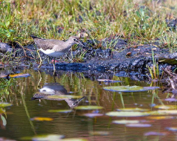 Yhteinen Sandpiper Kävely Veden Äärellä Heijastus Vettä Suo Vedellä Lilja — kuvapankkivalokuva