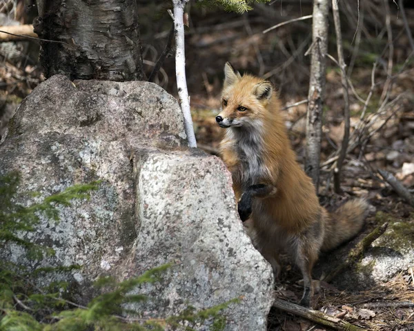 Red fox close-up stepping on a moss rock in the spring season displaying fox tail, fur, in its environment and habitat with a blur background. Fox Image. Picture. Portrait. Photo.