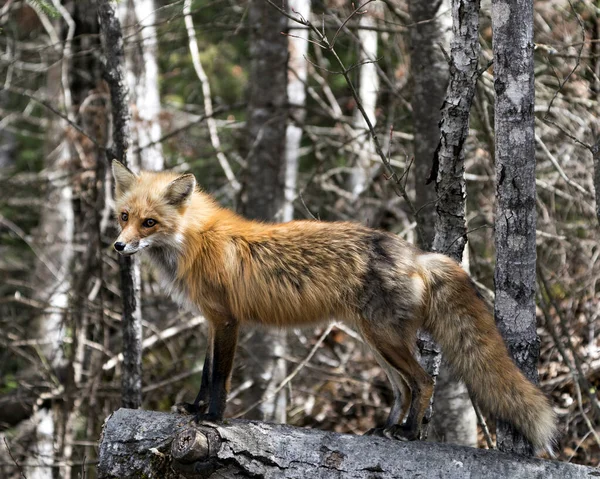 Red Fox Stojący Pniu Rozmytym Tle Lasu Cieszący Się Swoim — Zdjęcie stockowe