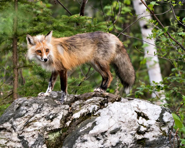 Red fox close-up standing on a big rock with forest background in its habitat and environment. Picture. Portrait. Fox Image.