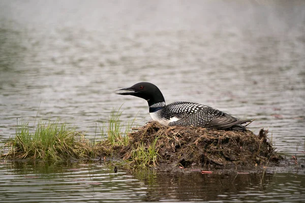 수있는 둥우리에는 습지의 있으며 서식지에는 Loon Nest Image 트랜드의 위에요 — 스톡 사진