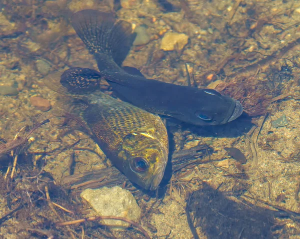 Fish Mating Season Springtime Displaying Mating Position Eyes Dorsal Fins — Stock Photo, Image