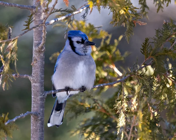 Blue Jay Pássaro Close Empoleirado Ramo Árvore Cedro Com Fundo — Fotografia de Stock