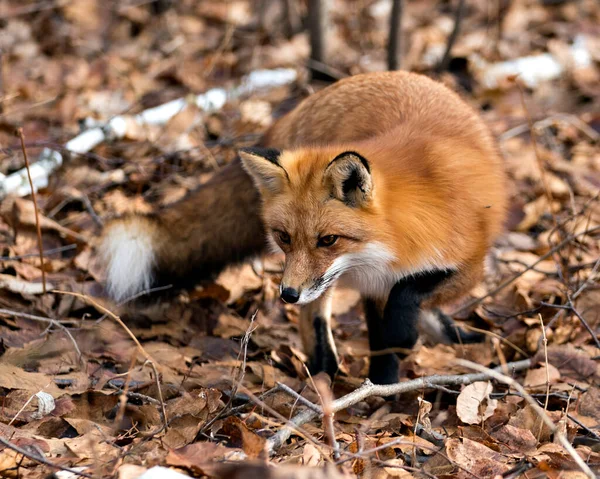 Volpe Rossa Nella Foresta Che Alimenta Con Sfondo Sfocato Foglie — Foto Stock