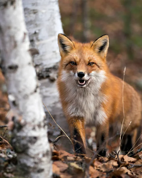 Red Fox Bliska Widok Przodu Zamazanym Tle Lasu Swoim Otoczeniu — Zdjęcie stockowe