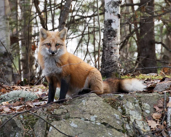 Red Fox animal  sitting on a rock in the forest enjoying its surrounding and environment while displaying fur, head, eyes, ears, nose, paws, bushy tail. Fox Image. Picture. Portrait.