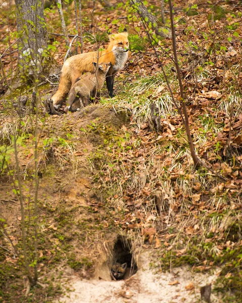 Red Fox Мать Комплект Лис Лесу Выйти Норы Логово Исследовать — стоковое фото