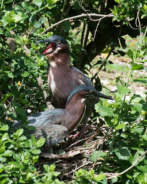 Green Heron Fåglar Närbild Profil Syn Boet Med Ägg Och — Stockfoto