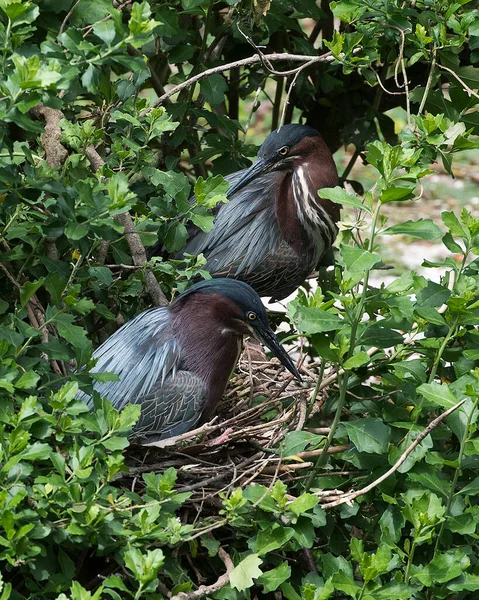 Grünreiherpärchen Aus Nächster Nähe Auf Dem Nest Mit Eiern Und — Stockfoto