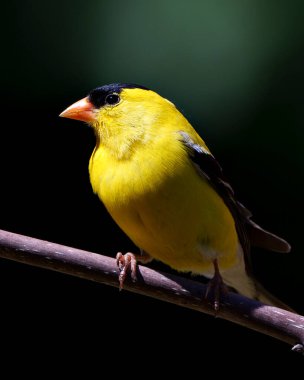 Amerikan ispinoz kuşu çevresindeki kontrastlı arka plan ve sarı tüy içeren bir dala tünemişti. Saka kuşu portresi.