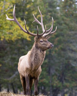 Geyik erkek, çevresindeki bulanık bir arka plan ve yaşam alanı ile ormanda büyük boynuzlarını gösteriyor. Kırmızı Geyik Stoku Fotoğraf ve Görüntü.