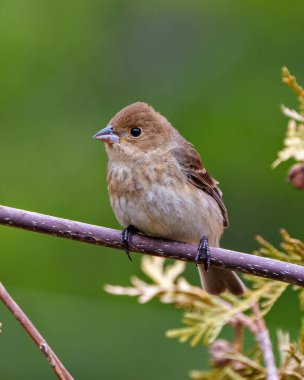 Çevresinde ve çevresinde bulanık yeşil bir arka planı olan bir dala tünemiş serçe yakın plan. Kozalaklı ağaçlar.