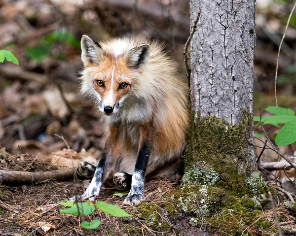 Red Fox Close View Sitting Moss Tree Looking Camera Blur — Stock Photo, Image