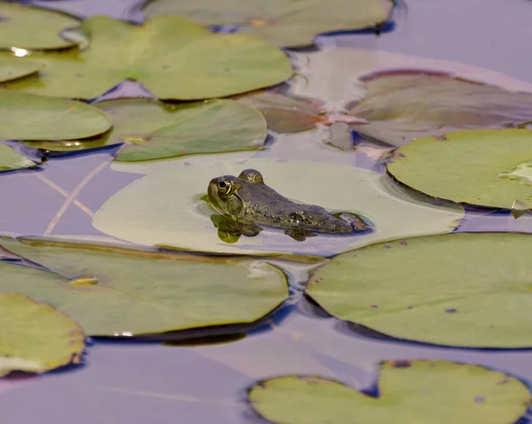 Frog Sitting Water Pad Foliage Background Water Displaying Green Body — Stok fotoğraf