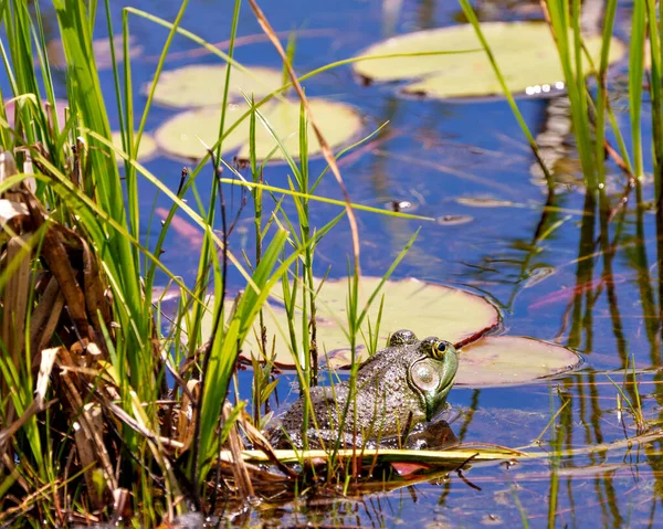 Frog Sitting Water Foliage Displaying Green Body Head Eye Mouth — Zdjęcie stockowe