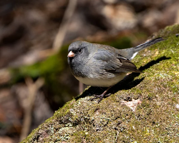 Junco Bird Standing Moss Displaying Grey Feather Plumage Head Eye — Foto Stock