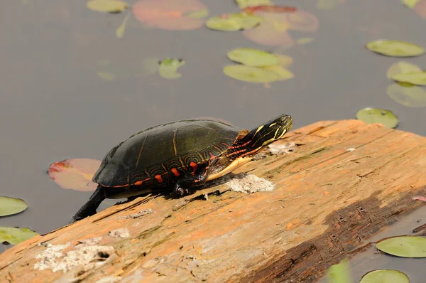 Painted Turtle Resting Log Lily Water Pads Background Its Environment — Fotografia de Stock