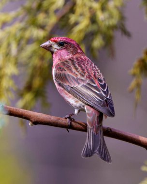 Mor Finch yakın plan profil görüntüsü, kırmızı renk tüyünü gösteren bir dalın üzerine tünemiş, çevresindeki kozalaklı bir dal ve yaşam alanı ile birlikte. Finch Resmi.