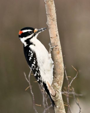 Ağaçkakan, çevre ve yaşam ortamında bulanık bir arka plana sahip bir ağaç dalına tünemiş yakın plan profil görüntüsü. Görüntü. Görüntü. Portre. Ağaçkakan Stok Fotoğrafı.