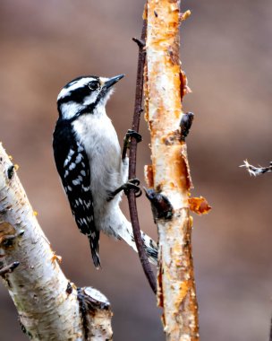 Ağaçkakan dişisi, çevre ve yaşam ortamında bulanık bir arka plana sahip bir ağaç dalına tünemiş profil görüntüsü. Görüntü. Görüntü. Portre. 