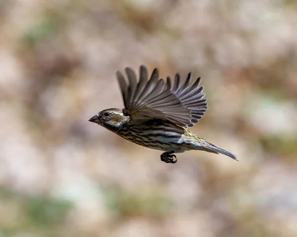 Finch Female Flying Its Beautiful Brown Spread Wings Blur Background — Stock Photo, Image