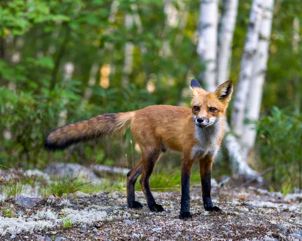 Widok Profilu Zbliżeniowego Red Fox Rozmytym Lasem Brzozami Tle Otoczeniu — Zdjęcie stockowe