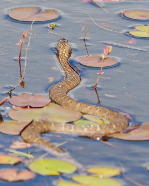 Schlange Nahaufnahme Profil Ansicht Kriechen Auf Dem Wasser Mit Einer — Stockfoto