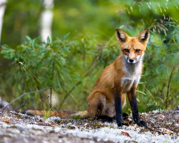Widok Profilu Zbliżeniowego Red Fox Siedzący Patrzący Kamerę Rozmytym Lasem — Zdjęcie stockowe