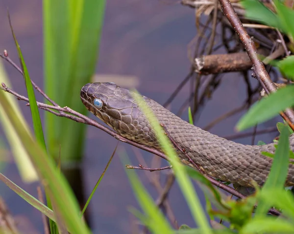 Nahaufnahme Des Schlangenkopfes Mit Verschwommenem Hintergrund Seiner Umgebung Und Umgebung — Stockfoto