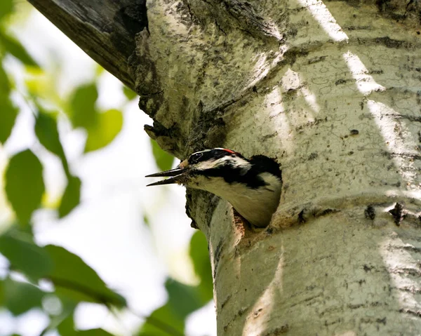 Woodpecker Head Out Its Nest House Its Environment Habitat Surrounding — 图库照片