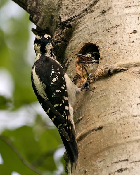 Woodpecker parent bringing food to the baby bird in their bird nest house and enjoying their environment and habitat surrounding. Image. Picture. Portrait. Photo.