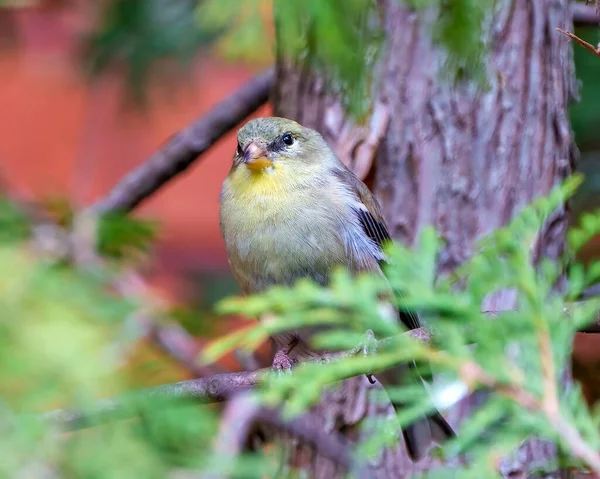Yellow Warbler Bird Perched Branch Blur Background Its Environment Habitat — Photo