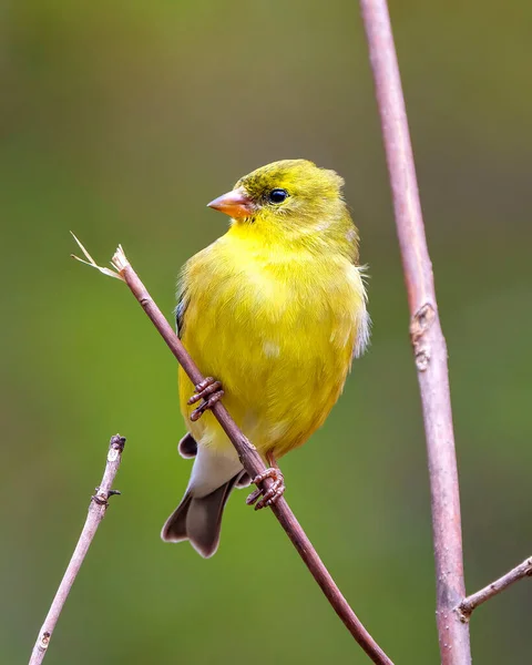 Yellow Warbler bird perched on branch with blur background in its environment and habitat surrounding displaying yellow plumage feather. Warbler Photo.