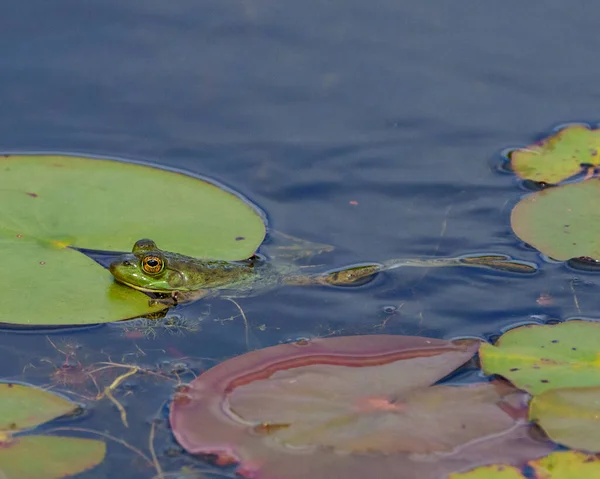 Frog Swimming Water Water Lily Pads Displaying Body Head Legs — Zdjęcie stockowe