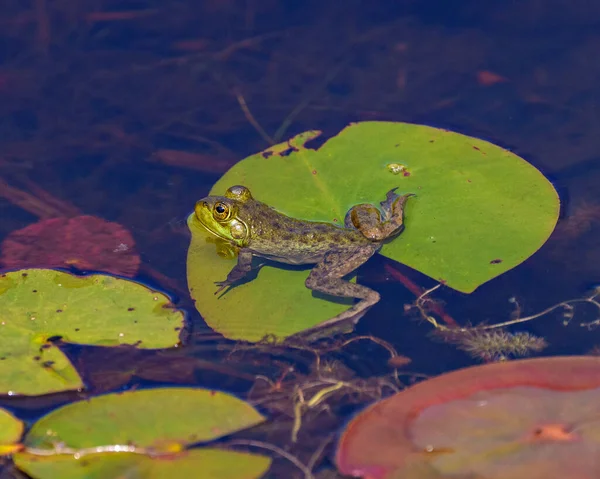 Frog Sitting Water Lily Pad Foliage Background Water Displaying Green — ストック写真