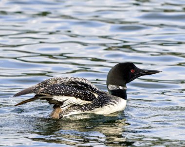 Common Loon male in with a water with spread wings in its environment and surrounding habitat. Loon Picture. Portrait. Image. Flapping Wings. Span wings.