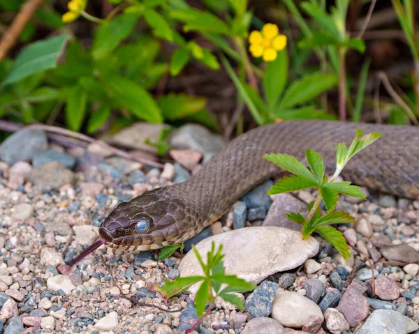 Snake head close-up profile view with a blur foliage background displaying tongue, eye, skin in its environment and habitat surrounding.