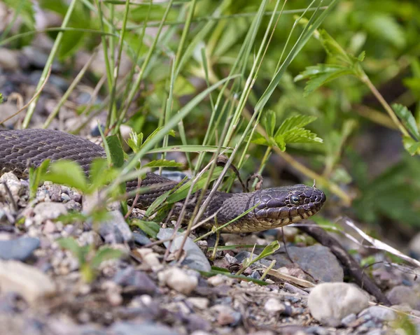 Snake Close Profile View Crawling Gravel Rocks Background Foliage Its — Stock Photo, Image