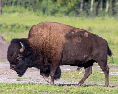 Bison close-up profile side view with a blur field background in its environment and habitat surrounding displaying big horns and brown fur.  Buffalo Picture.