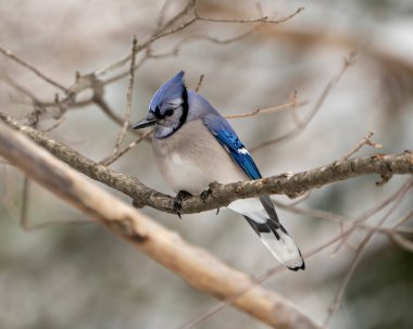 Blue Jay bird close-up perched on a branch with a blur forest background in the winter season environment and habitat surrounding displaying blue feather plumage wings. Jay Picture. Portrait.