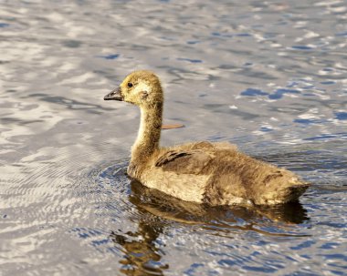 Juvenile Canadian Goose close up profile side view, swimming with blur water background  in its habitat and surrounding.