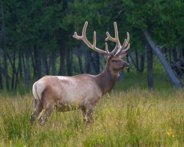 Elk bull male walking in the field with a blur forest background in its environment and habitat surrounding, displaying antlers and brown coat fur. Deer Family.
